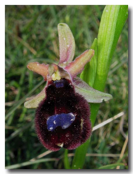 Ophrys: gruppo Ophrys bertolonii